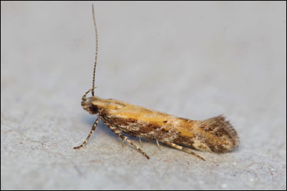 Aristotelia subericinella (Duponchel, 1843) - �������������� ���� ---