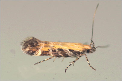 Aristotelia subericinella (Duponchel, 1843) - �������������� ���� ---