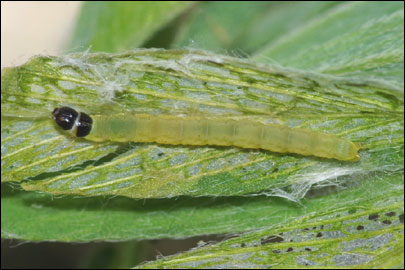 Athrips nigricostella (Duponchel, [1843]) - �������������� ���� ---