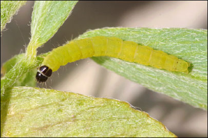 Athrips nigricostella (Duponchel, [1843]) - �������������� ���� ---