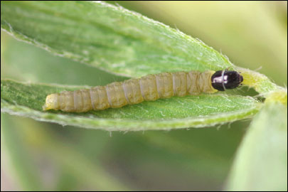 Athrips nigricostella (Duponchel, [1843]) - �������������� ���� ---