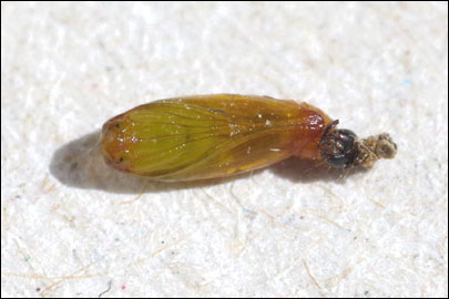 Athrips nigricostella (Duponchel, [1843]) - �������������� ���� ---