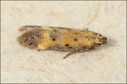 Athrips nigricostella (Duponchel, [1843]) - �������������� ���� ---