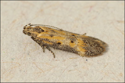 Athrips nigricostella (Duponchel, [1843]) - �������������� ���� ---