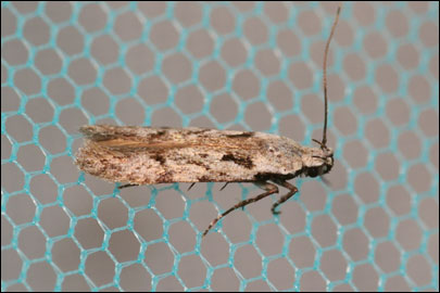 Carpatolechia decorella (Haworth, 1812) -   