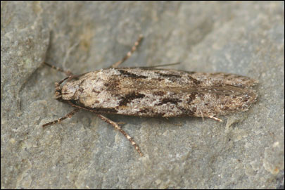 Carpatolechia decorella (Haworth, 1812) -   