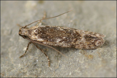 Carpatolechia decorella (Haworth, 1812) -   