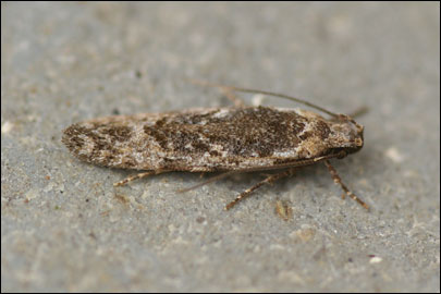 Carpatolechia decorella (Haworth, 1812) -   