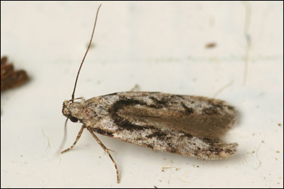 Carpatolechia decorella (Haworth, 1812) -   