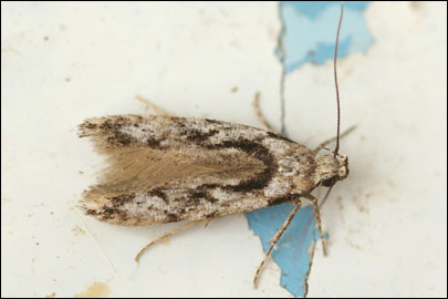 Carpatolechia decorella (Haworth, 1812) -   