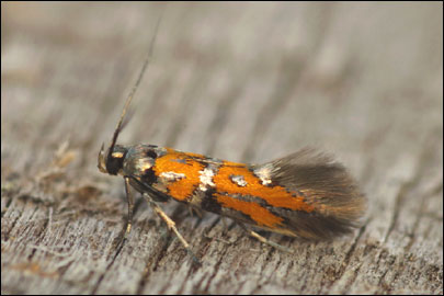 Chrysoesthia drurella (Fabricius, 1775) - �������������� ���� ---