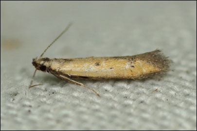 Crossobela trinotella (Herrich-Schaffer, 1856) - �������������� ���� ---