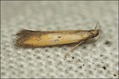 Crossobela trinotella (Herrich-Schaffer, 1856) - �������������� ���� ---