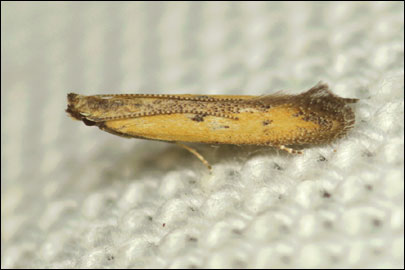 Crossobela trinotella (Herrich-Schaffer, 1856) - �������������� ���� ---