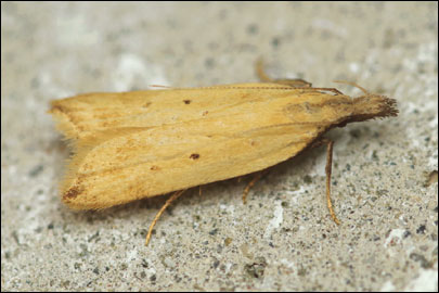 Dichomeris limosellus (Schlager, 1849) -   