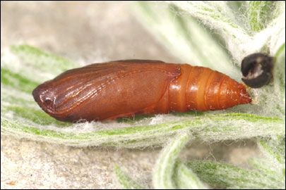 Dichomeris rasilella (Herrich-Schaffer, 1854) - �������������� ���� ����������