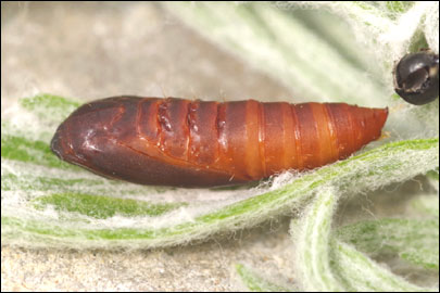 Dichomeris rasilella (Herrich-Schaffer, 1854) - �������������� ���� ����������
