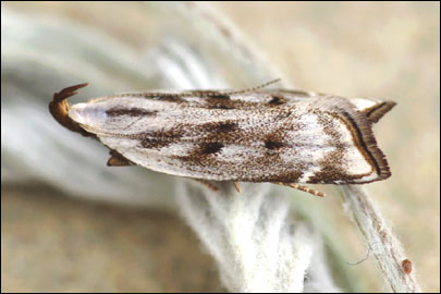Dichomeris rasilella (Herrich-Schaffer, 1854) - �������������� ���� ����������