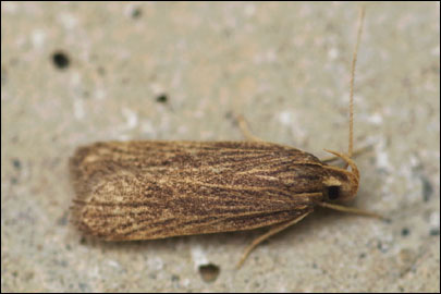 Helcystogramma arulensis (Rebel, 1929) - �������������� ���� ---