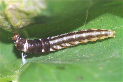 Helcystogramma triannulella (Herrich- Schaffer, 1854) - �������������� ���� ---