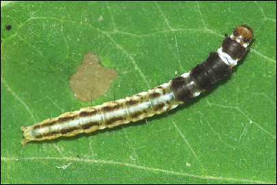 Helcystogramma triannulella (Herrich- Schaffer, 1854) - �������������� ���� ---