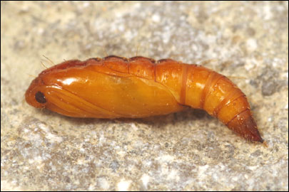 Helcystogramma triannulella (Herrich- Schaffer, 1854) - �������������� ���� ---