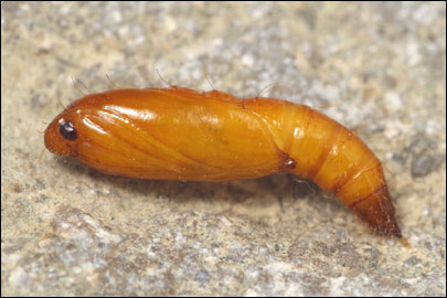 Helcystogramma triannulella (Herrich- Schaffer, 1854) - �������������� ���� ---