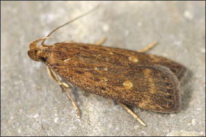 Helcystogramma triannulella (Herrich- Schaffer, 1854) - �������������� ���� ---