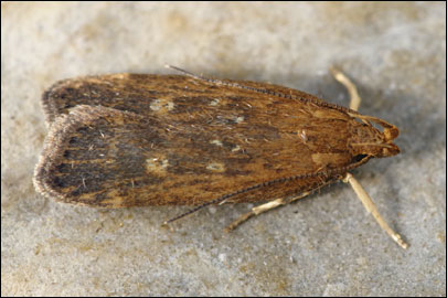 Helcystogramma triannulella (Herrich- Schaffer, 1854) - �������������� ���� ---
