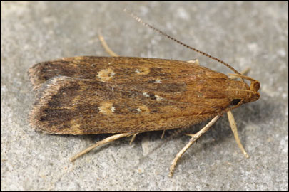 Helcystogramma triannulella (Herrich- Schaffer, 1854) - �������������� ���� ---