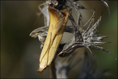 Mesophleps silacella (Hubner, [1796]) - �������������� ���� ��������