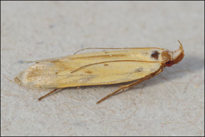 Mesophleps silacella (Hubner, [1796]) - �������������� ���� ��������