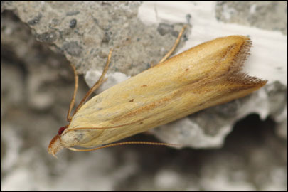 Mesophleps silacella (Hubner, [1796]) - �������������� ���� ��������