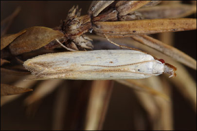 Mesophleps silacella (Hubner, [1796]) - �������������� ���� ��������