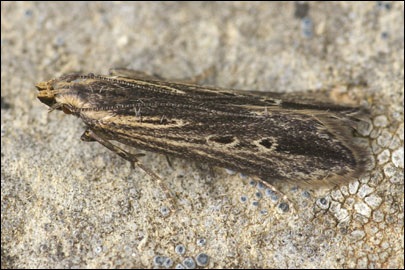 Monochroa uralensis Junnilainen, 2010 -   