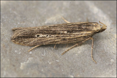 Monochroa uralensis Junnilainen, 2010 -   