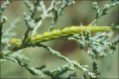 Ornativalva plutelliformis (Staudinger, 1859) - �������������� ���� ������������