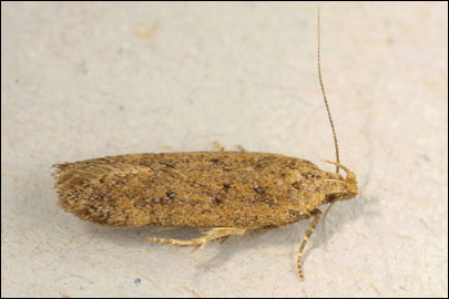 Pexicopia malvella (Hubner, [1805]) - �������������� ���� ���������