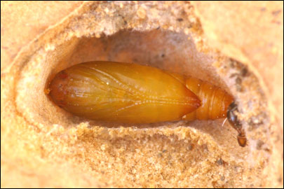 Phthorimaea operculella (Zeller, 1873) -   