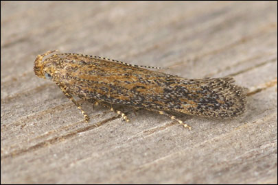 Scrobipalpa acuminatella (Sircom, 1850) - �������������� ���� ������