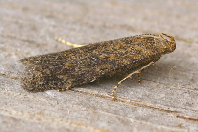 Scrobipalpa acuminatella (Sircom, 1850) - �������������� ���� ������