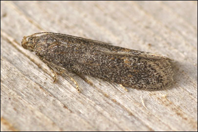 Scrobipalpa acuminatella (Sircom, 1850) - �������������� ���� ������