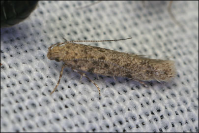 Scrobipalpa erichi Povolny, 1964 - �������������� ���� �����