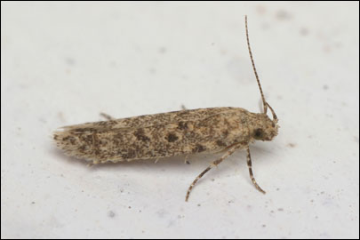 Scrobipalpa erichi Povolny, 1964 - �������������� ���� �����