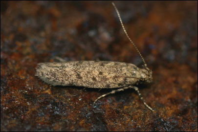 Scrobipalpa erichi Povolny, 1964 - �������������� ���� �����