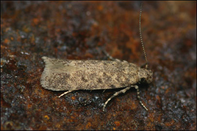 Scrobipalpa erichi Povolny, 1964 - �������������� ���� �����