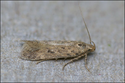 Scrobipalpa erichi Povolny, 1964 - �������������� ���� �����