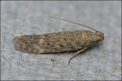 Scrobipalpa erichi Povolny, 1964 - �������������� ���� �����