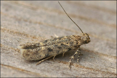 Scrobipalpa erichi Povolny, 1964 - �������������� ���� �����