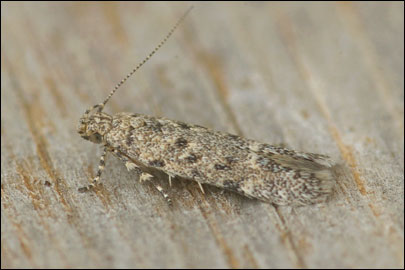 Scrobipalpa erichi Povolny, 1964 - �������������� ���� �����